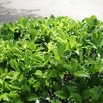木の茂み