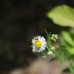 花と虫