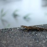 トカゲ