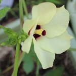 オクラの花