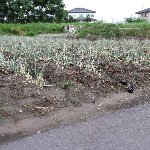 畑に同化する猫