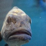 魚