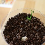グレープフルーツ発芽