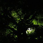 樹（夜）