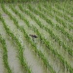 田植え後