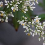 ナンテンの花
