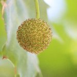 すずかけの木（緑）