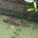 ザリガニ