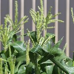 トウモロコシの花