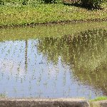 田んぼ