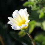 白い花