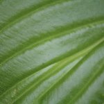 植物