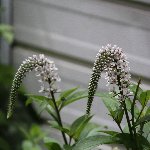 植物