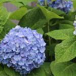 植物 アジサイ