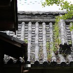 屋根に生えた草
