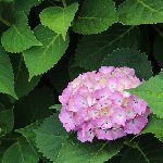 植物 アジサイ