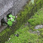 植物 ブロック塀の間から