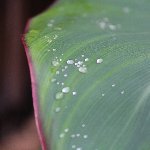 植物 葉