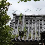 草の生えた屋根