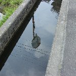 用水路（PLフィルターなし）