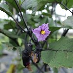 茄子の花