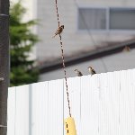 スズメ