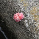 田畑で見かけるピンク色の卵っぽいもの