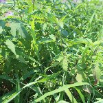 茂る雑草