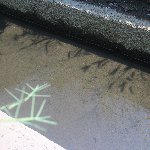 用水路のメダカ