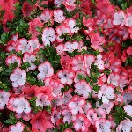 つつじ 紅白