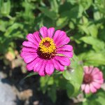 ピンクの花