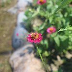 ピンクの花＋蜂