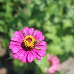 ピンクの花