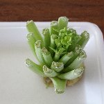 大根の頭