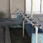 水道の蛇口