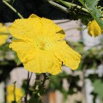 ヘチマの花