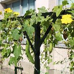 ヘチマの棚