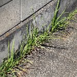コンクリートの隙間から生えてくる雑草