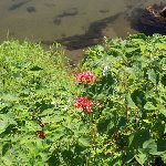 彼岸花