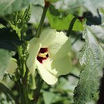 オクラの花