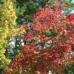 樹木
