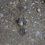 松ぼっくり