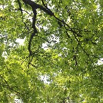 木の葉