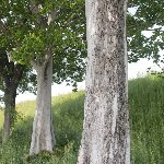 白い木の幹