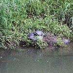 かめ カメ