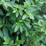 茂み
