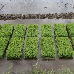 田植え