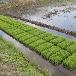 田植え