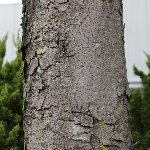 木肌