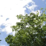 雲